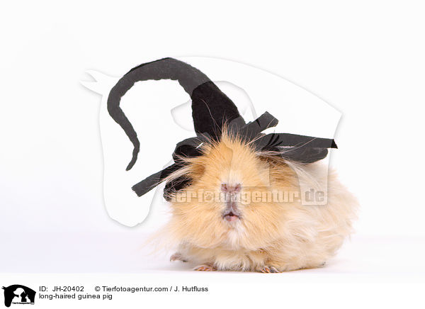 long-haired guinea pig / JH-20402