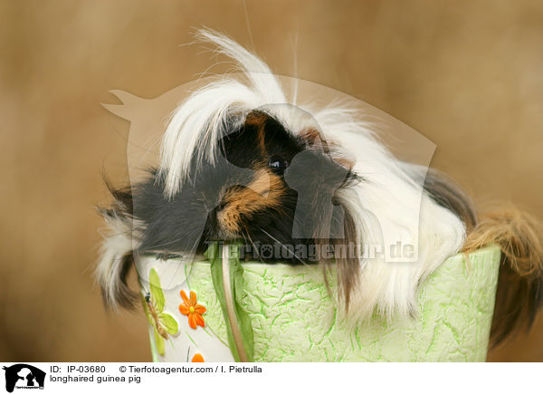 Langhaarmeerschweinchen / longhaired guinea pig / IP-03680