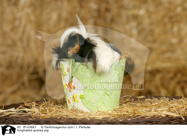 longhaired guinea pig / IP-03681