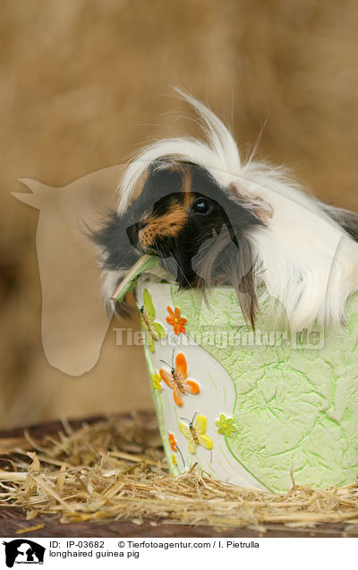 Langhaarmeerschweinchen / longhaired guinea pig / IP-03682