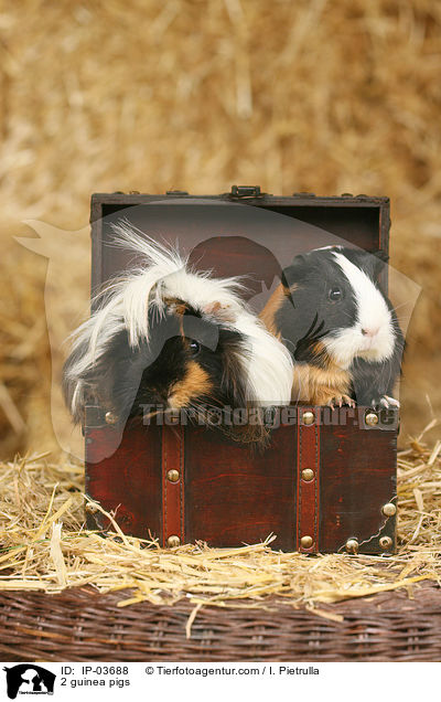 2 Meerschweinchen / 2 guinea pigs / IP-03688