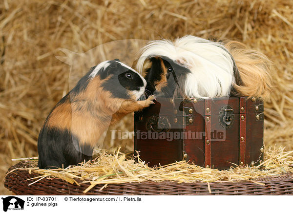 2 guinea pigs / IP-03701