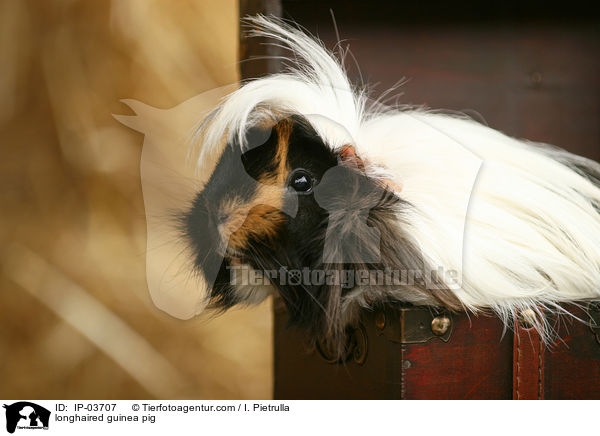 longhaired guinea pig / IP-03707