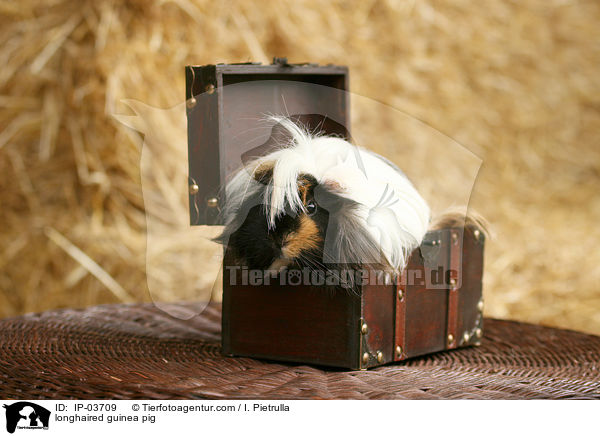 longhaired guinea pig / IP-03709
