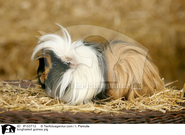 longhaired guinea pig / IP-03712