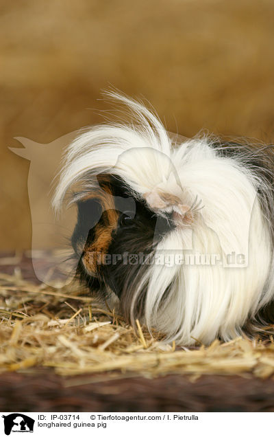 longhaired guinea pig / IP-03714