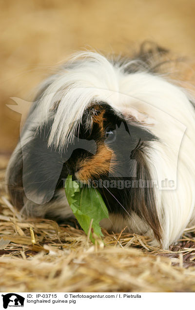 longhaired guinea pig / IP-03715