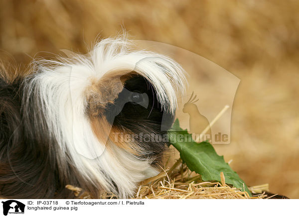 longhaired guinea pig / IP-03718