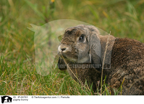 Widder Kaninchen / pygmy bunny / IP-00781
