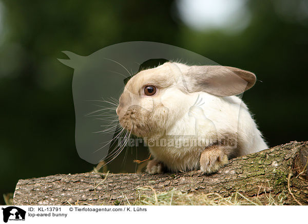 lop-eared bunny / KL-13791