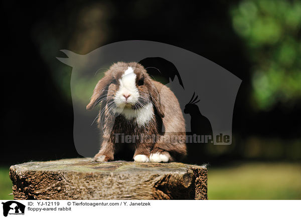 floppy-eared rabbit / YJ-12119