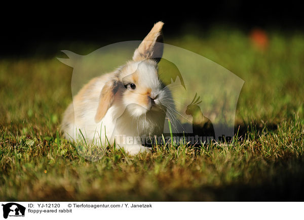 floppy-eared rabbit / YJ-12120
