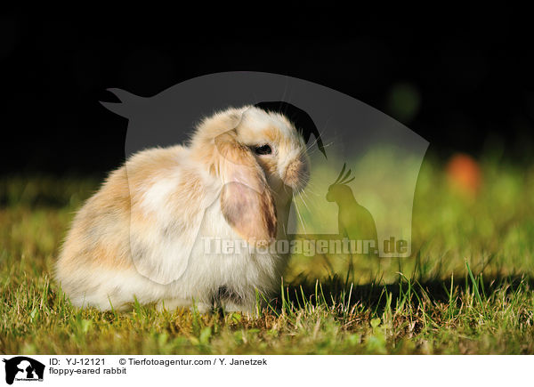 floppy-eared rabbit / YJ-12121