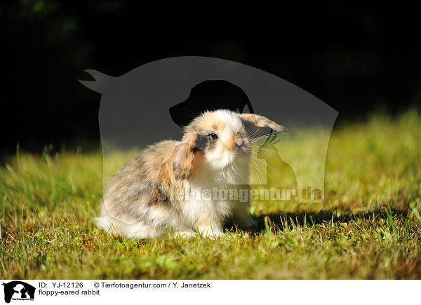 floppy-eared rabbit / YJ-12126