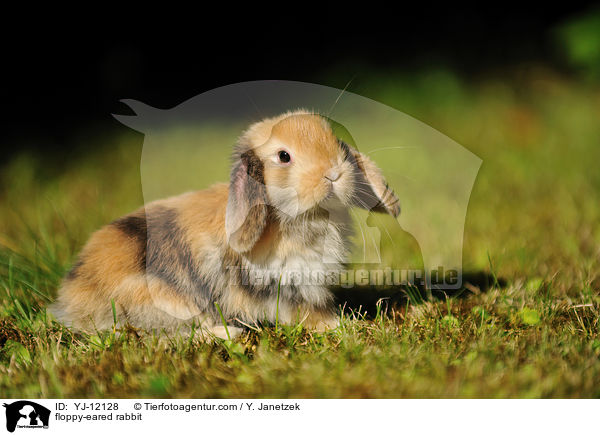 floppy-eared rabbit / YJ-12128