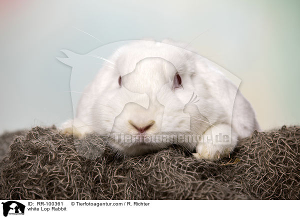 white Lop Rabbit / RR-100361