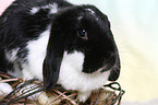 lop-eared rabbit