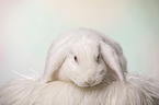 white Lop Rabbit