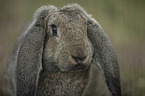 floppy-eared rabbit