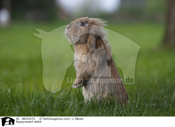 floppy-eared rabbit / JM-03372