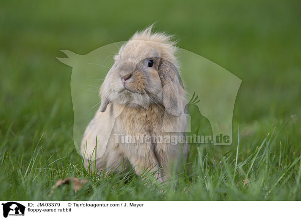 floppy-eared rabbit / JM-03379
