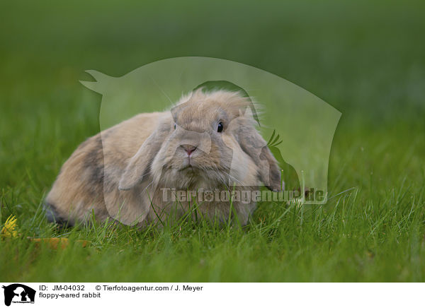 floppy-eared rabbit / JM-04032