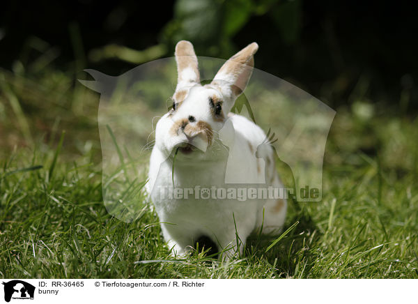 bunny / RR-36465