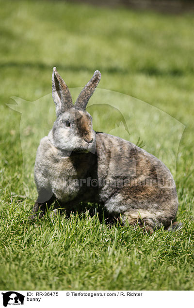 bunny / RR-36475