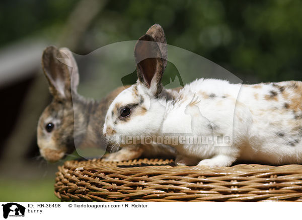 bunny / RR-36498