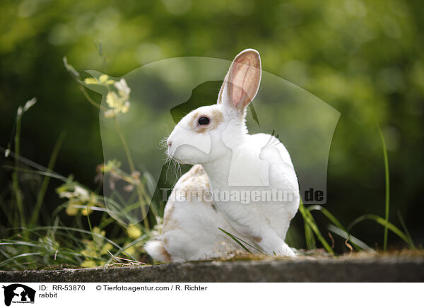 rabbit / RR-53870