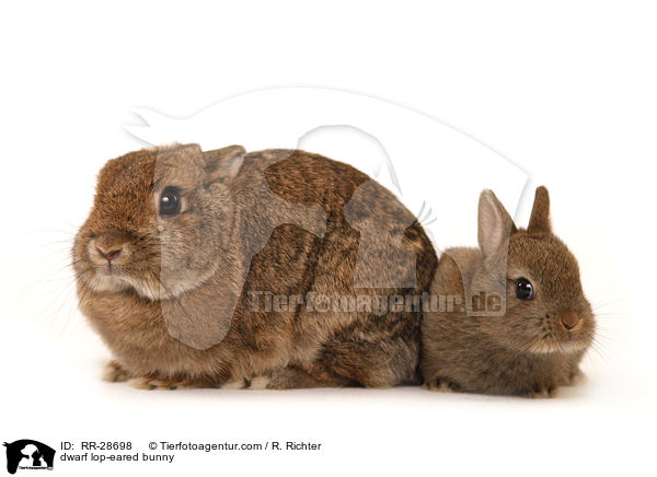 dwarf lop-eared bunny / RR-28698
