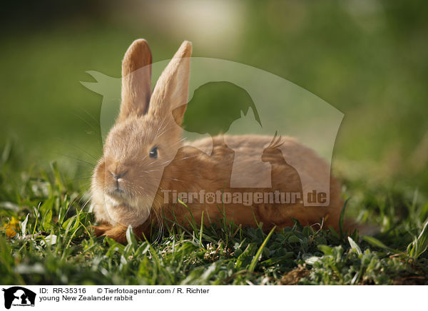 young New Zealander rabbit / RR-35316