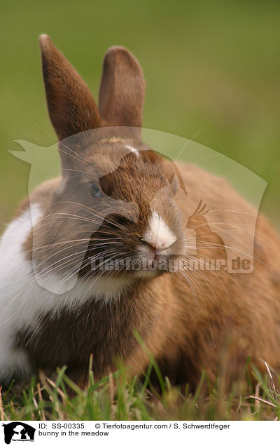 Kaninchen im Garten / bunny in the meadow / SS-00335