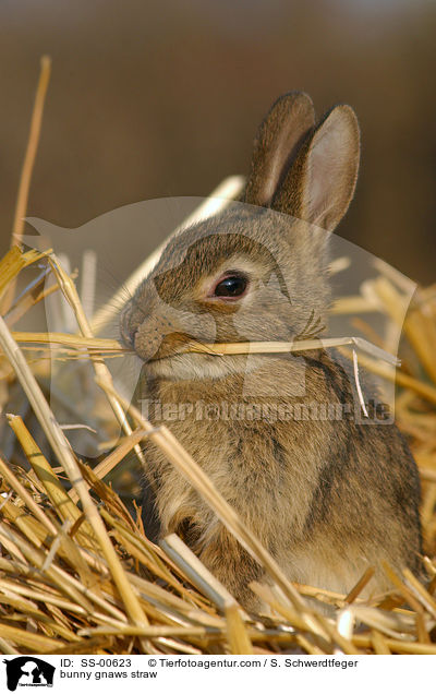 Kaninchen knabbert an Stroh / bunny gnaws straw / SS-00623