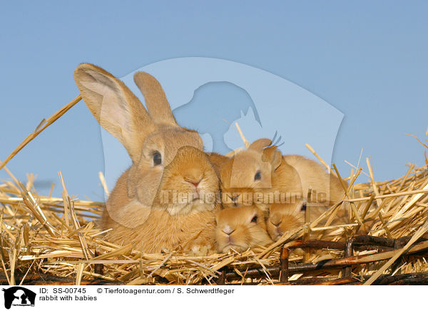 Kaninchen mit Jungen / rabbit with babies / SS-00745