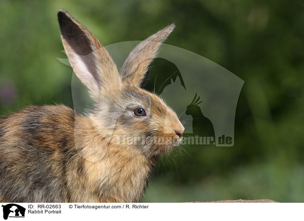 Kaninchen / Rabbit Portrait / RR-02663