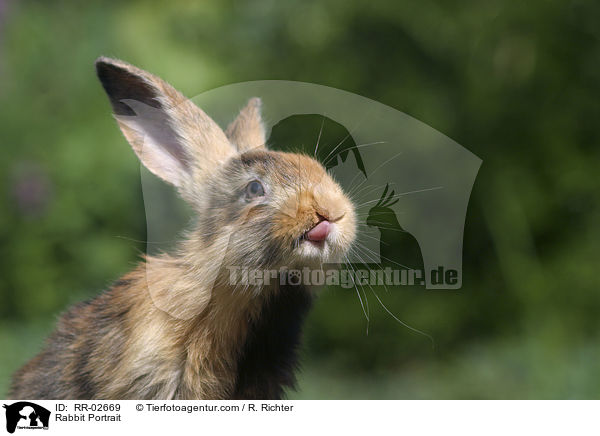 Kaninchen / Rabbit Portrait / RR-02669