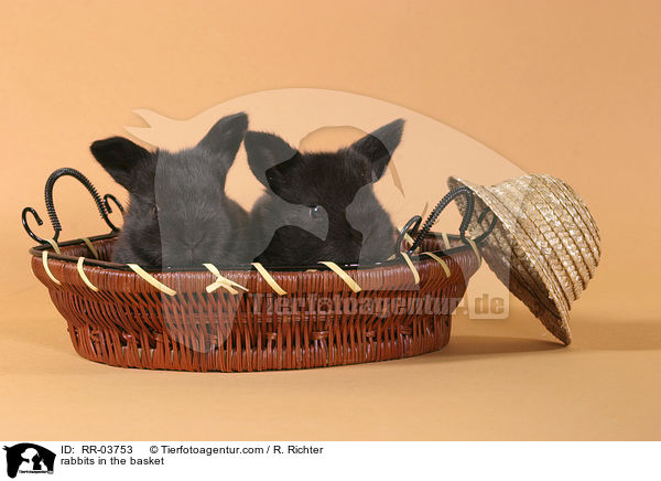 Kaninchen im Krbchen / rabbits in the basket / RR-03753