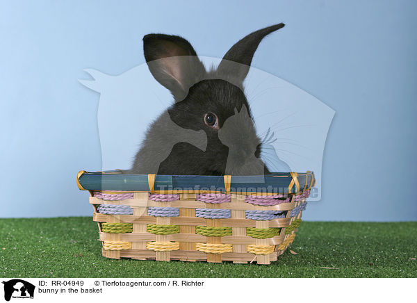 Kaninchenjunges im Krbchen / bunny in the basket / RR-04949