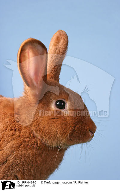 rabbit portrait / RR-04976