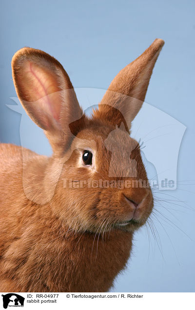 rabbit portrait / RR-04977