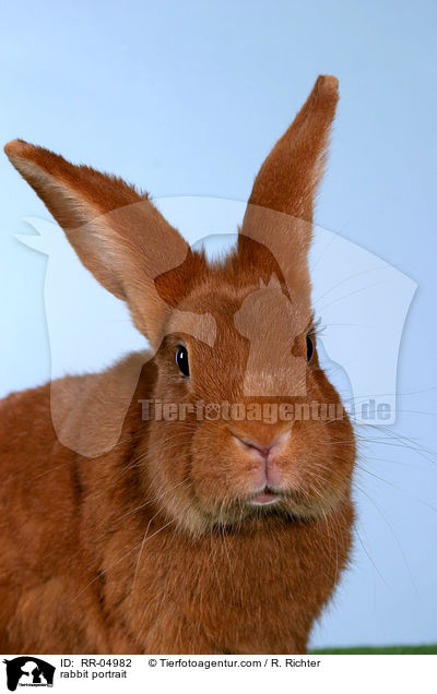 rabbit portrait / RR-04982