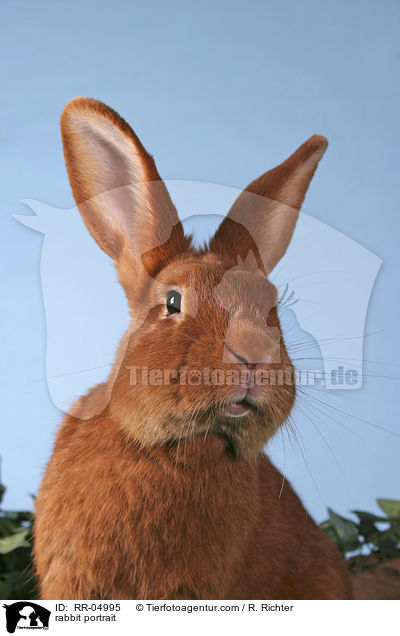 rabbit portrait / RR-04995
