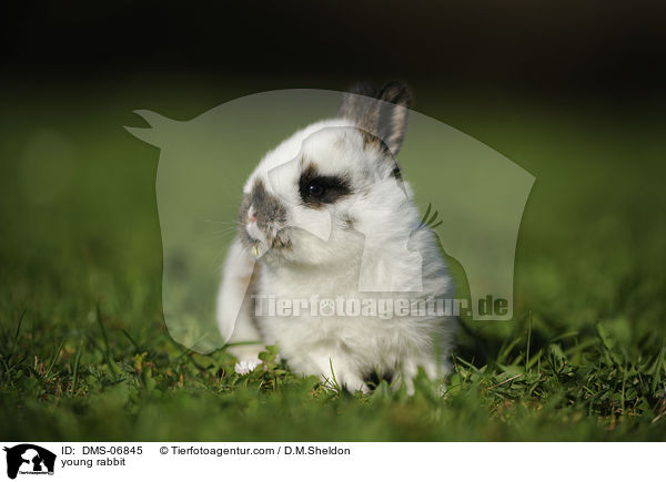 young rabbit / DMS-06845