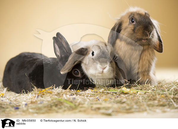 rabbits / NN-05850