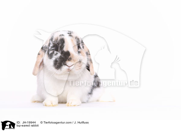 lop-eared rabbit / JH-19944