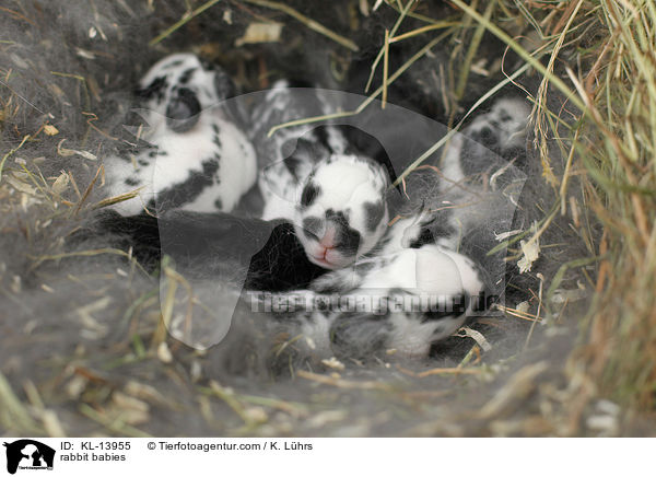 rabbit babies / KL-13955