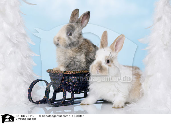 2 young rabbits / RR-78142