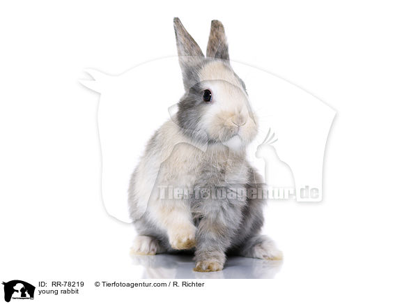 young rabbit / RR-78219