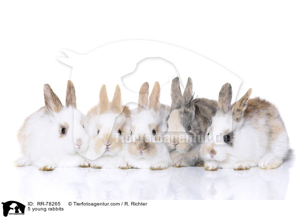 5 young rabbits / RR-78265